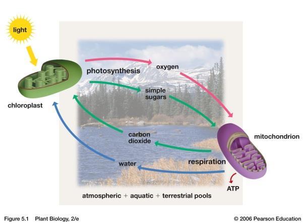 Chapter 5-Photosynthesis Photosynthesis is the main route by which that energy enters the biosphere of the Earth.