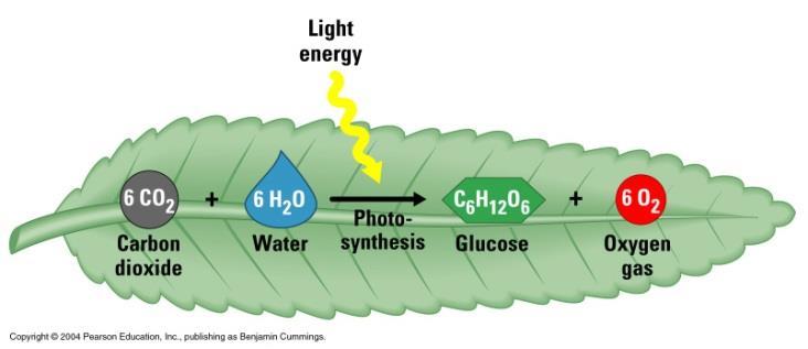 Photosynthesis- The production of organic food from inorganic molecules (CO 2 and H 2 O), with the use of light energy.