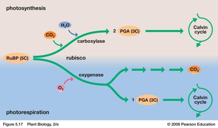 Photorespiration Photorespiration occurs in C3 plants during