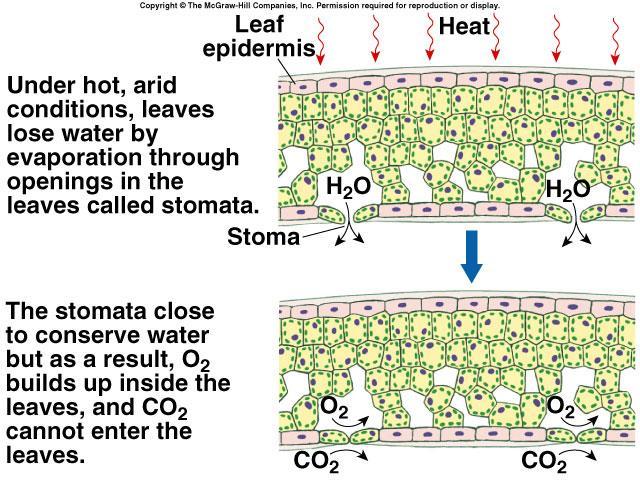 In these plants, the first compound from carbon fixation CO