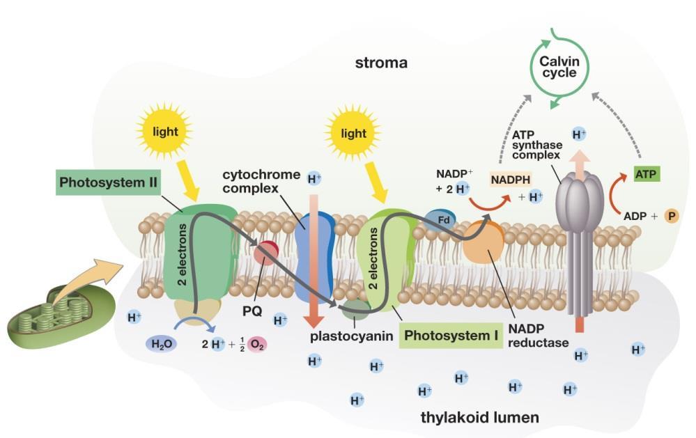 Study outline for Chapter 5-Photosynthesis Chemiosmosis and Photophosphorylation How did we make ATP? This ATP synthesis is called. Non Cyclic Electron Flow- Follow Figure 5.13.