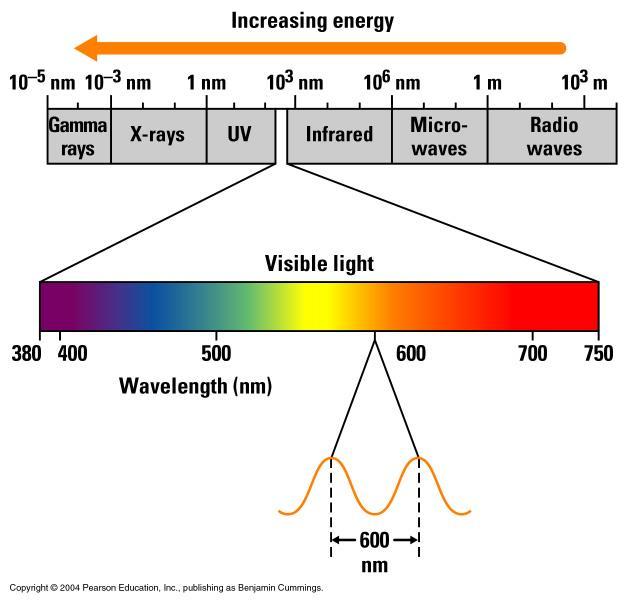 The Nature of Sunlight Absorption of light by chloroplast pigments Light is a form of electromagnetic energy, also called electromagnetic