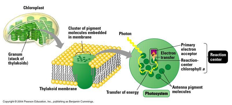 Thylakoid membrane Chloroplasts: Sites of Photosynthesis How Photosystems