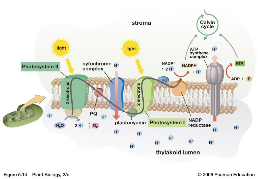 A Photosynthesis Road Map Photosynthesis is not a single process, but two processes, each with many steps.