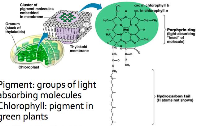 Light Absorbing Pigments Pigment: groups of light absorbing