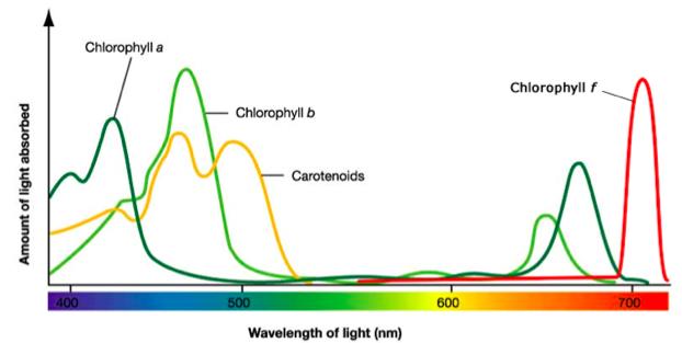 Absorption Spectrum Carotenoids are pigments that absorb mainly blue and green reflecting back orange and red In the