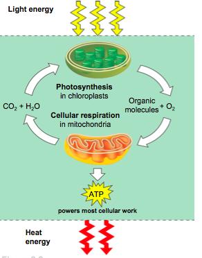 Comparing Metabolic Processes Photosynthesis and cellular respiration are complementary processes They are not opposite