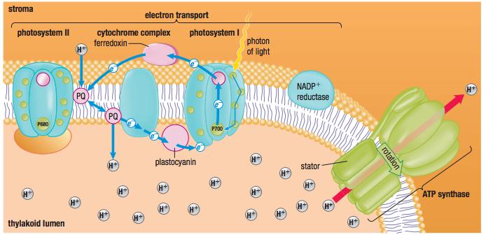 Purpose of Cyclic Electron Flow Non cyclic electron flow produces roughly equal quantities of ATP and NADPH However,