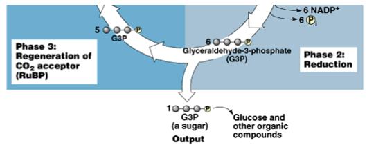 Phase 3: Regeneration Of the 6 G3P produced 1 of them exits the cycle to eventually become glucose and