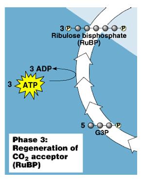 Phase 3: Regeneration G3P resynthesized to 1,5- RuBP 5 x 3C