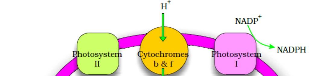 Electrons come out from the acceptor of electron of PSI, protons are necessary for reduction of NADP + to NADP + H +.