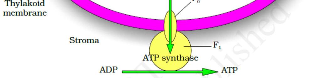 The other portion is called F1that protrudes on the outer surface of thylakoid membrane which makes the energy packed ATP. v.