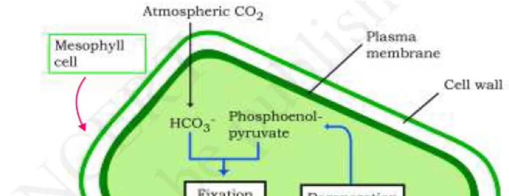 In bundle sheath cell, it is broken into CO2 and a 3- carbon molecule. The 3-carbon molecule is returned back to mesophyll cells to form PEP.
