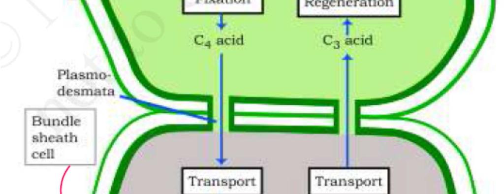 Photorespiration It is a the light dependent process of oxygenation of RuBP and release of carbon dioxide by photosynthetic organs of plants.