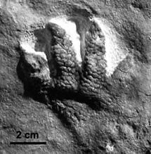 Body fossils include the remains of organisms that were once living and trace fossils are the signs that organisms were present (i.e. footprints, tracks, trails, and burrows).