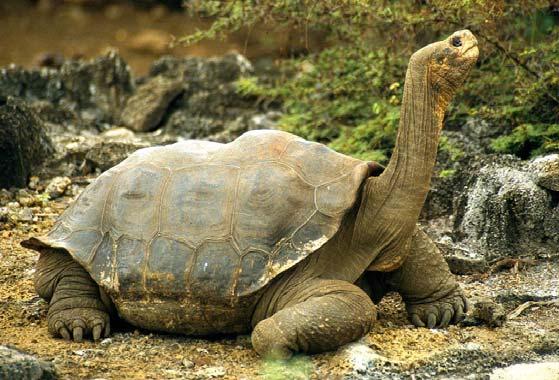 CLOSELY RELATED BUT DIFFERENT Galápagos species evolved