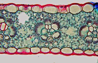 plant structure leaves eudicots two layers of palisade spongy stomata monocots single layer of