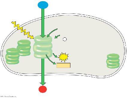 photosynthesis H light-dependent energy from sunlight absorbed stored