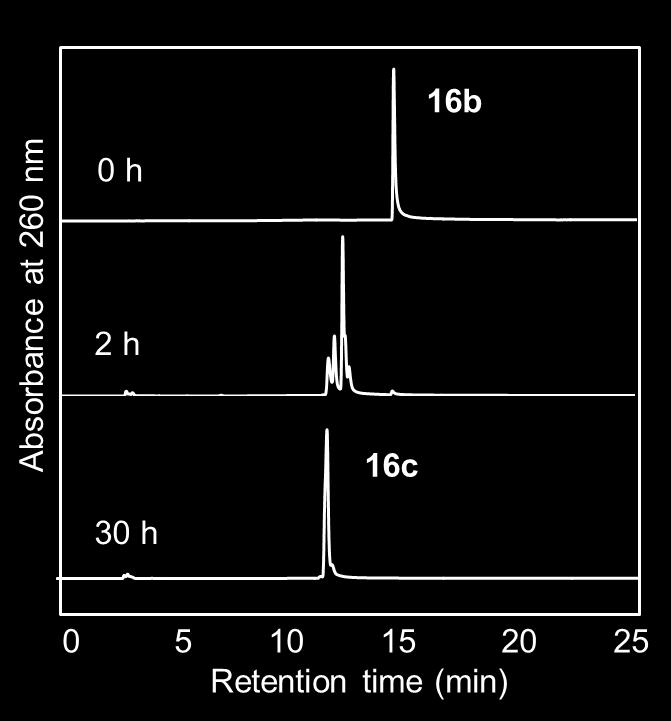 0) and acetonitrile, and the oligonucleotide was eluted with a linear gradient from 5 to 20% acetonitrile in 20 min (detection at 260 nm). Figure S4.