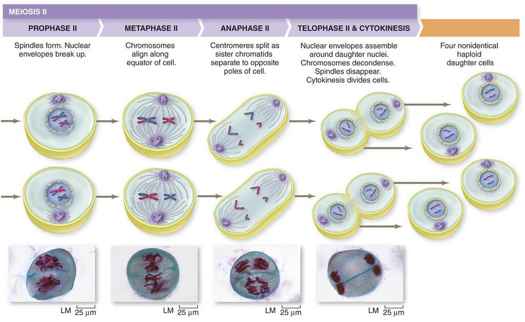 In Meiosis, DNA Replicates Once, but the Nucleus