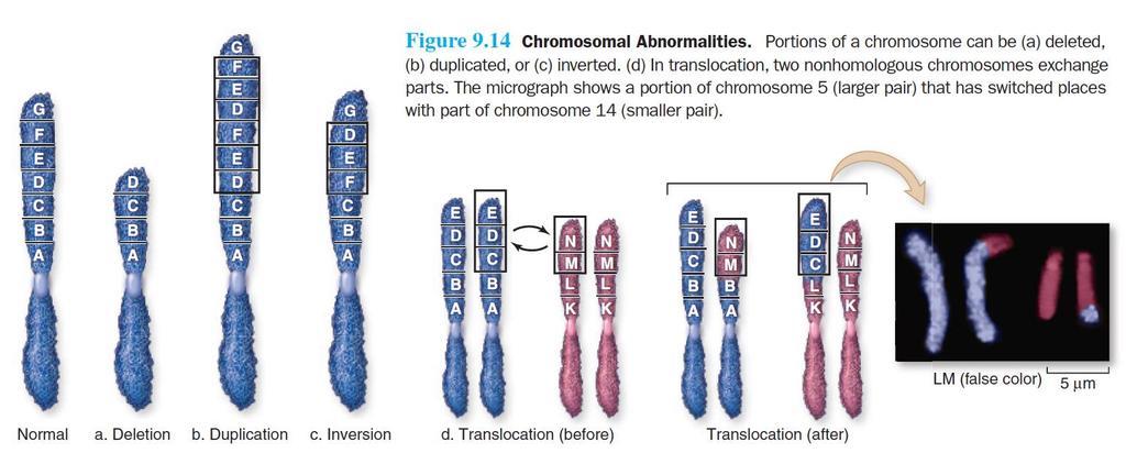 Errors Also Occur Within Chromosomes Mutations in chromosome structure can have major