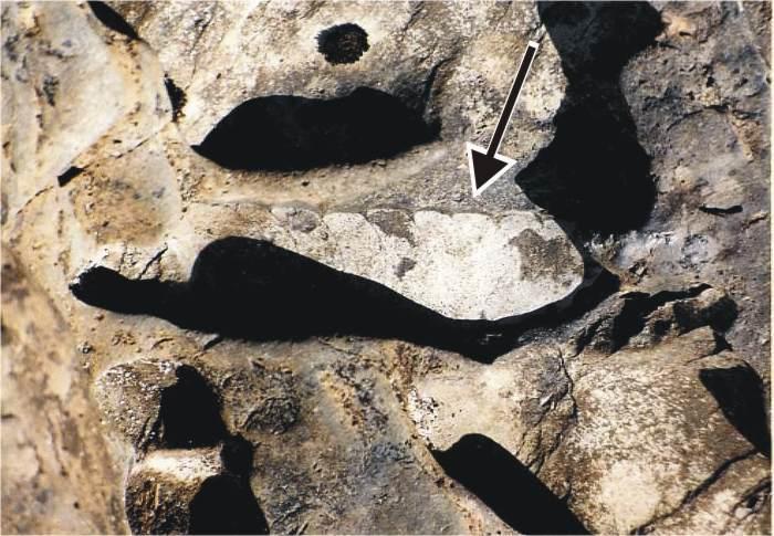 Photo by Fossils Figure 9. A rare straight cephalopod (below arrow).
