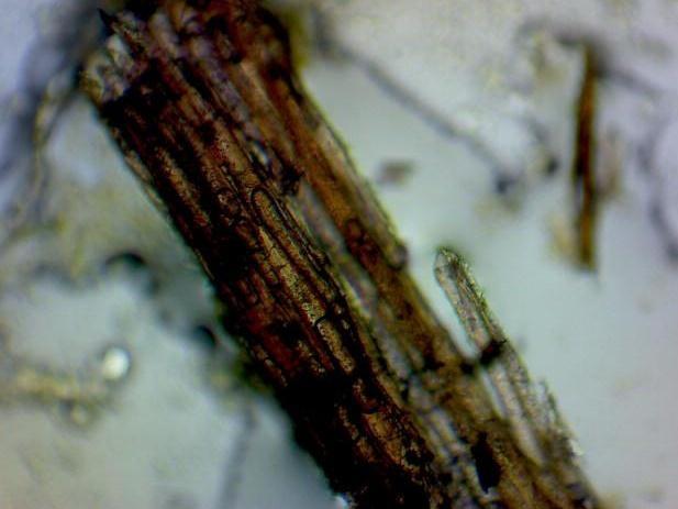Table 2: Powder microscopy of root of Daruharidra. S.