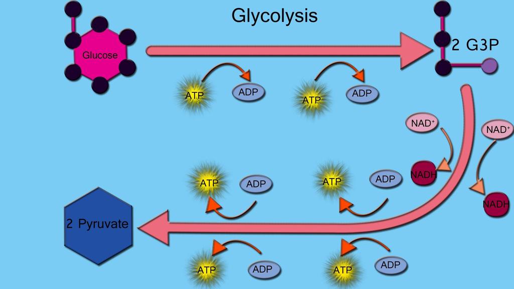 Respiration: Glycolysis Glycolysis: Sugar-splitting or Energy