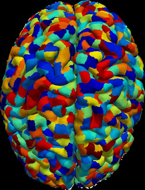Cortical connectome graph seed in white matter, retain tracts connecting cortex to cortex global (tract-based) connectome A tr a tr i,j = k connecting i and j 1 length(k) local