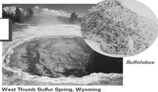 springs, salty lakes The Two Kingdoms of Bacteria The Domain Bacteria