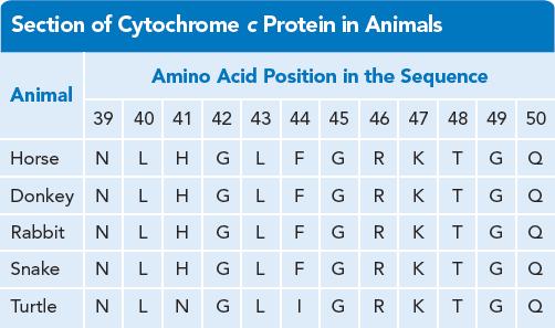 Evidence of Evolution Section of Cytochrome c Protein in Animals The table shows the sequence of amino acids in one