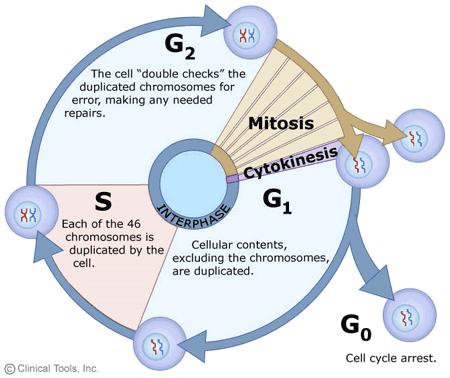 v The process of mitosis (division of the nucleus) is divided into four stages (Prophase, Metaphase, Anaphase, and Telophase).