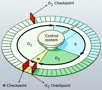 Ø Major checkpoints cell cycle Dividing the G1 and G2 sub- phases of interphase and in the metaphase v The growth factor binds to the cells receptor protein embedded in the plasma membrane then the
