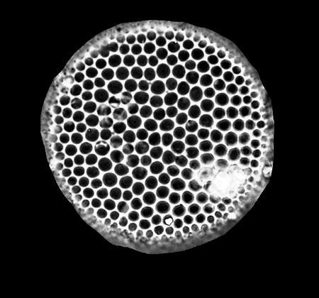 Diatoms: siliceous (SiO 2 ) phytoplankton