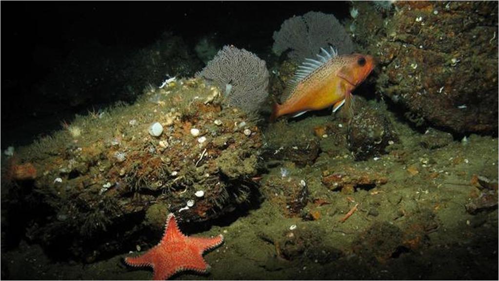 Stand up for California's seafloor A starfish, coral and a green spotted rockfish. (Photo Courtesy of Oceana) Available at: http://fw.