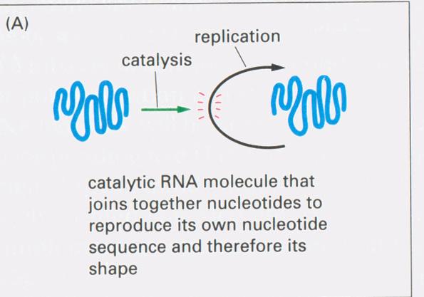 Self-replicating RNA systems Start with a catalytic RNA molecule that polymerizes nucleotides to reproduce itself Self-replicating RNA systems Next step: family
