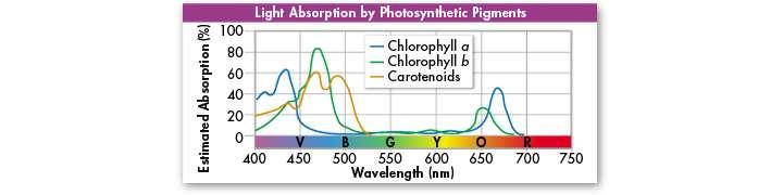 C. Pigments 1. Plants gather the sun s energy with light-absorbing molecules 2.