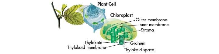 D. Chloroplasts 1. Photosynthesis takes place inside organelles called chloroplasts. 2.