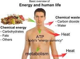 B. Why is ATP useful to cells 1. Energy = ability to do work 2.