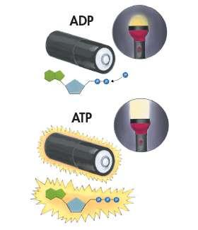 II. ADP versus ATP A. Adenosine diphosphate (ADP) 1. ADP = two phosphate groups > not as much as ATP. 2.