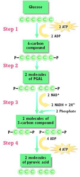 Just the facts... Respiration includes all metabolic pathways where carbohydrates and other macromolecules are broken down to make ATP.