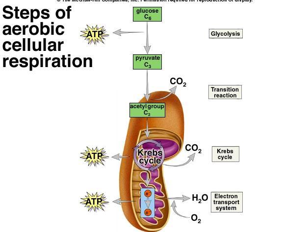 Aerobic Respiration Occurs when Oxygen is available after Glycolysis.