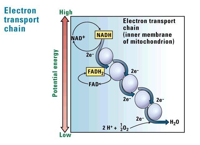 Occurs in the cristae (projections of the inner membrane) of the mitochondria. Consists of a series of carriers that pass electrons. Accounts for most of the ATP produced.