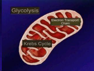 Electron Transport Chain / System is a series of carriers that accepts electrons removed from glucose, passes them to O 2 (eventually).