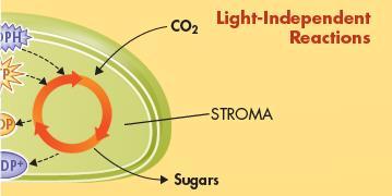 Light-Independent Reactions (Calvin cycle): CO 2,