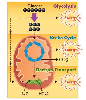 Cellular Respiration: 3 stages (in order) are: 1-