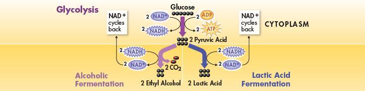 During fermentation, cells convert NADH made by glycolysis back into