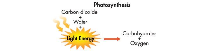 Types of Organisms in an Ecosystem autotrophs - capture energy from sunlight or chemicals & convert it into forms that living cells use (primary producers).