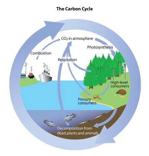 Nutrient Cycles nutrients- chemical substances organism needs to sustain life limiting