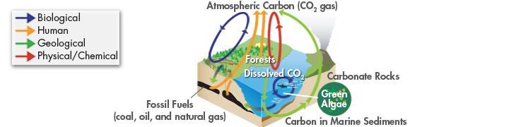 The Carbon Cycle: C enters atmosphere by volcano